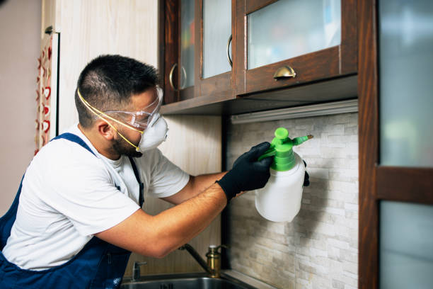 Best Termite Control Services  in Mbria, CA