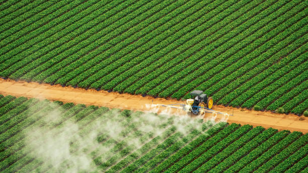 Best Termite Control Services  in Mbria, CA
