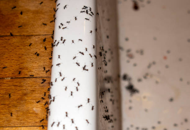 Best Bed Bug Extermination  in Mbria, CA