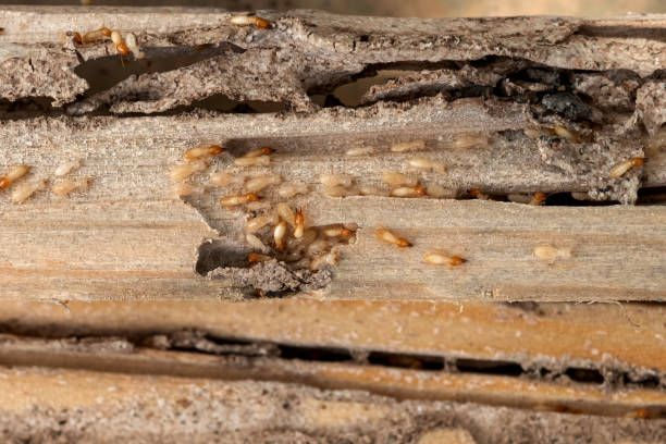 Best Wildlife Control Services  in Mbria, CA