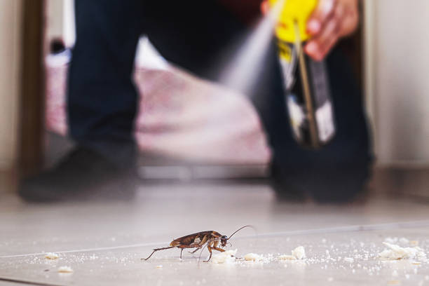 Best Rodent Control Near Me  in Mbria, CA