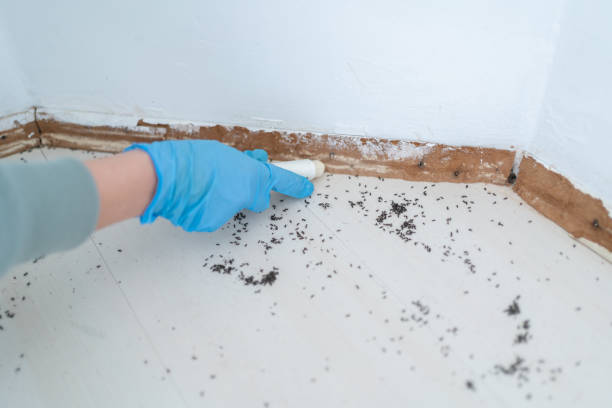 Best Mosquito Control Services  in Mbria, CA