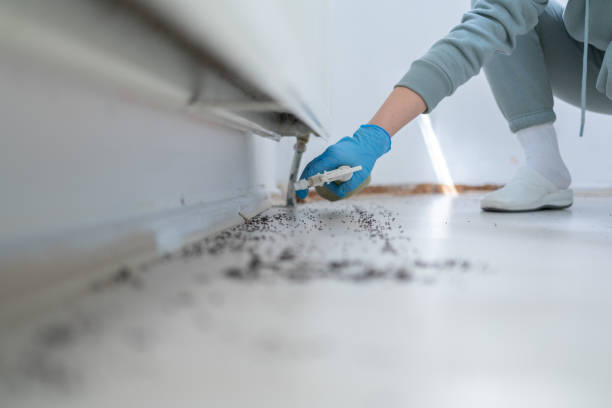 Best Mosquito Control Services  in Mbria, CA